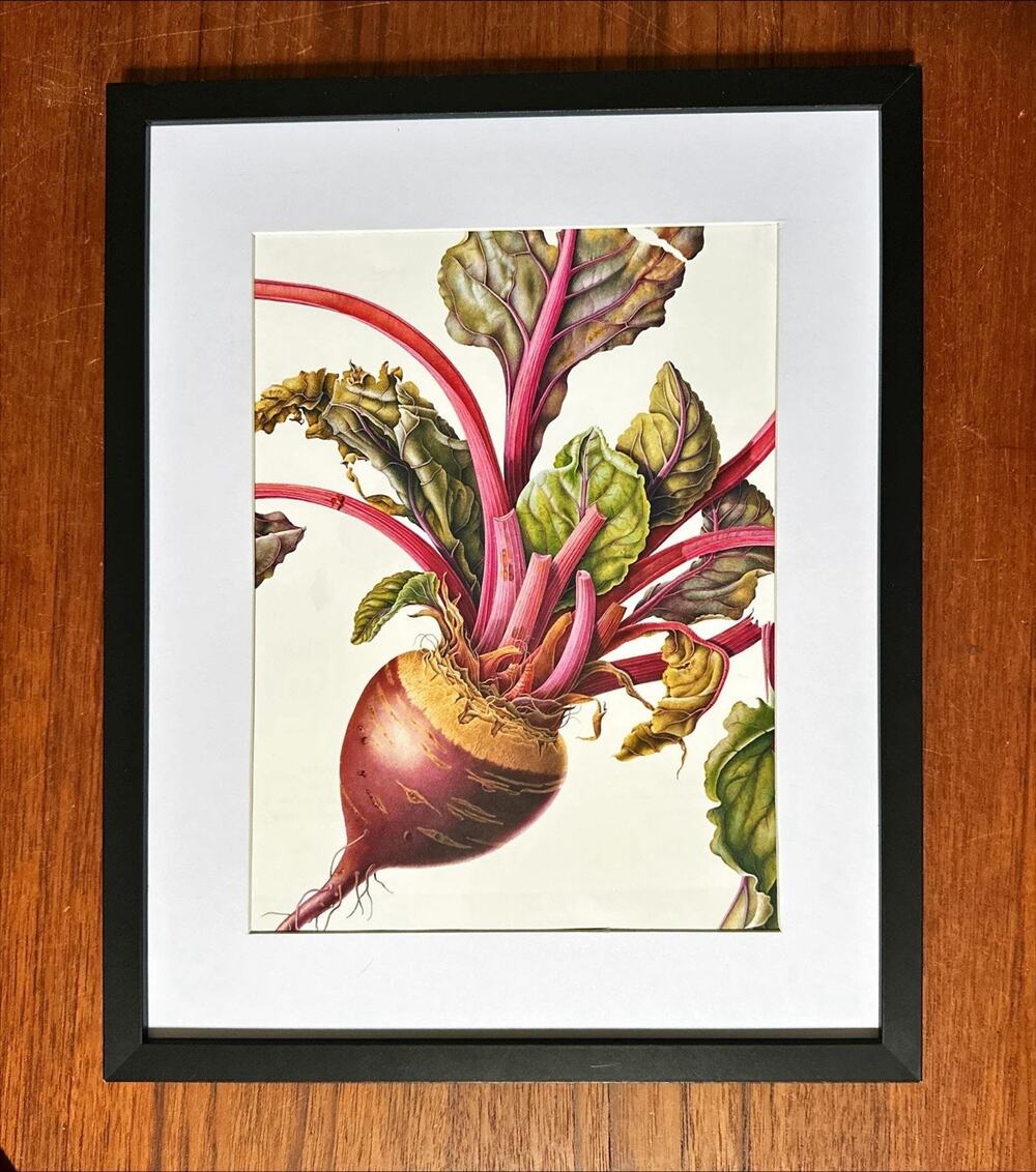 Framed Beetroot Botanical Wall Art 11 x 14